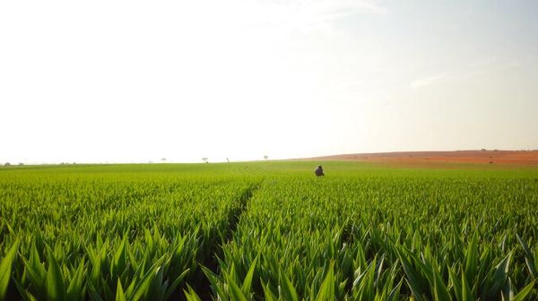 5 raisons d'intégrer la bloom generation en agriculture durable